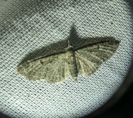Eupithecia virgaureata 