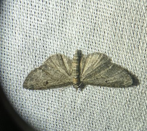 Eupithecia virgaureata 