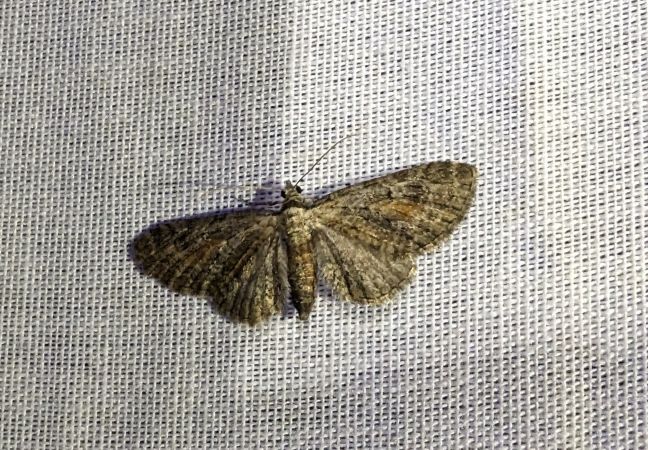 Eupithecia icterata 