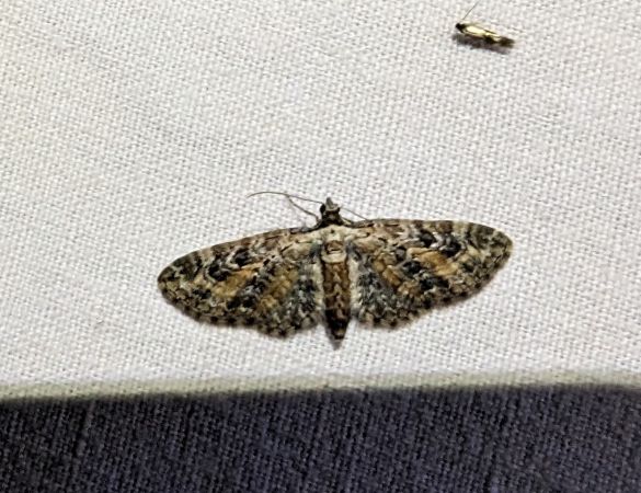 Eupithecia icterata 