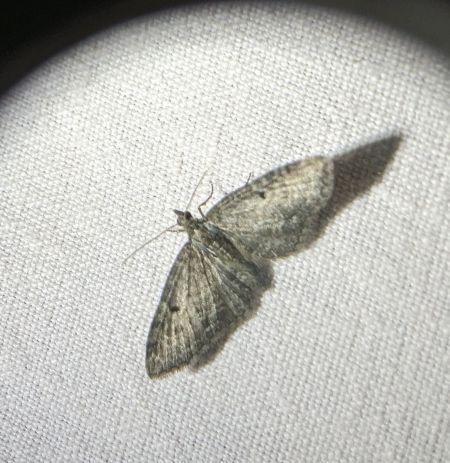 Eupithecia virgaureata 