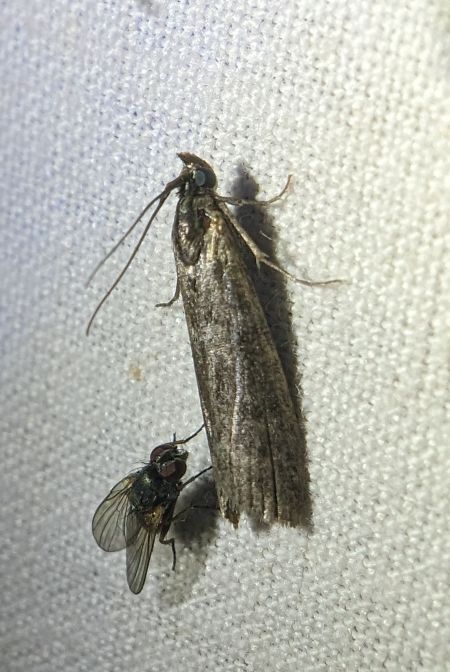 Pyla fusca 