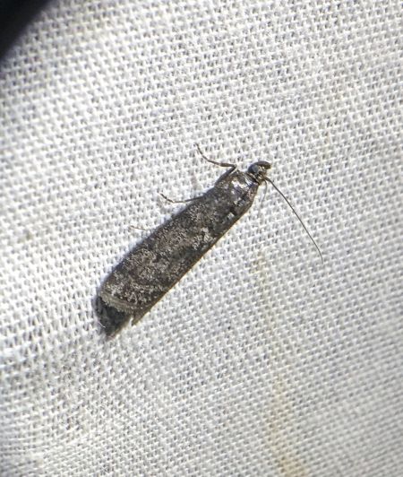 Pyla fusca 