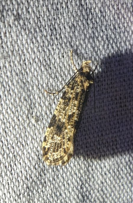 Morophaga choragella 