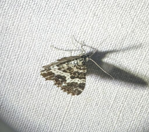 Epirrhoe tristata 