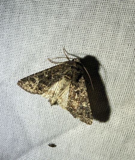 Apamea furva 