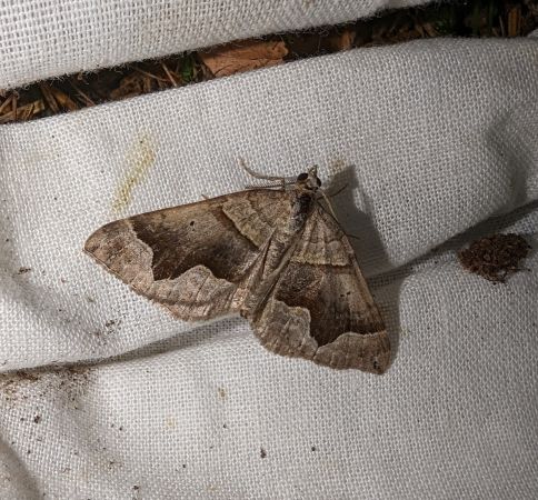 Scotopteryx moeniata 