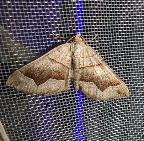 Scotopteryx moeniata 