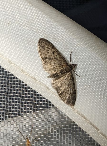 Eupithecia virgaureata 