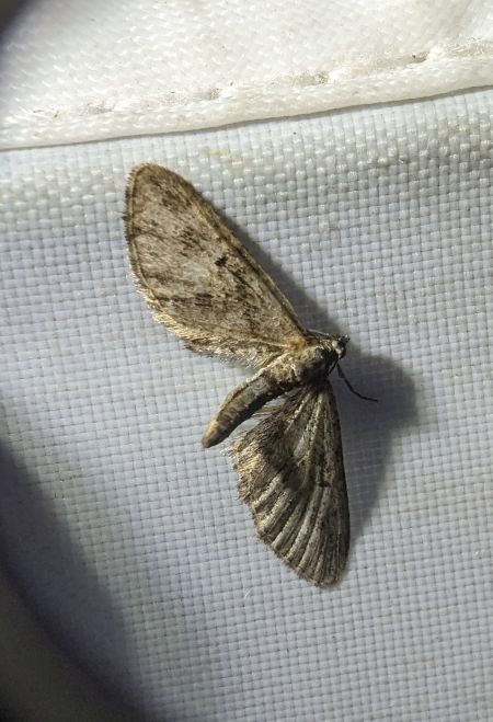 Eupithecia virgaureata 