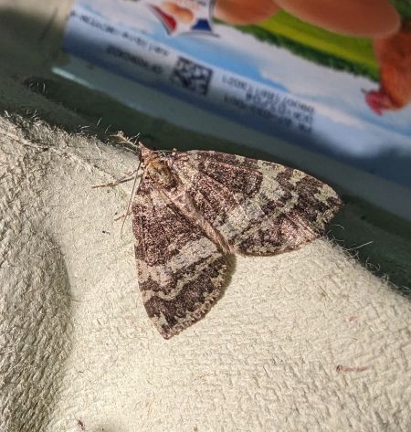 Hydriomena furcata 