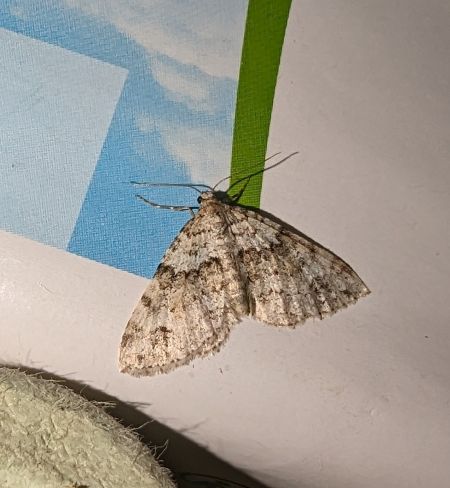 Mesotype didymata 