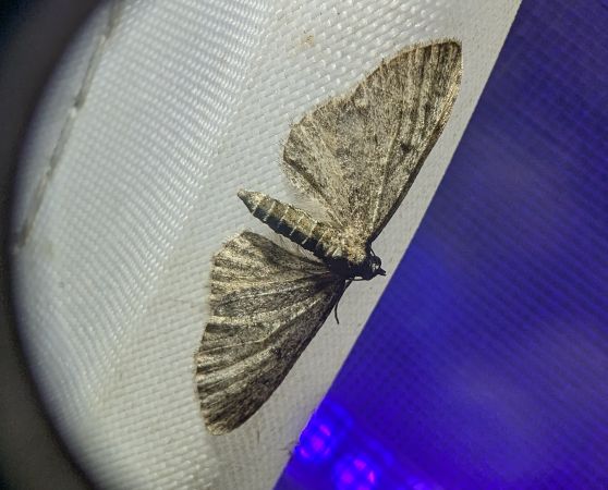 Eupithecia virgaureata 
