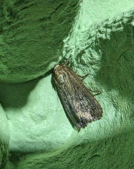 Amphipyra tragopoginis 