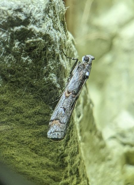 Pempelia palumbella 