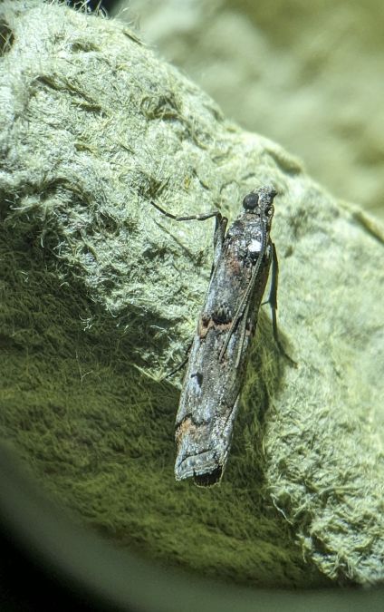 Pempelia palumbella 