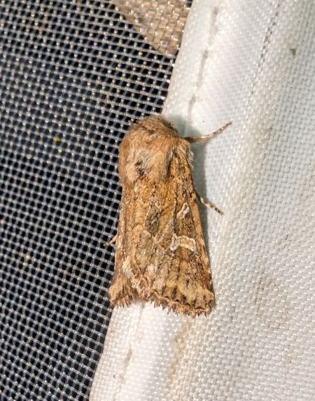 Luperina dumerilii 