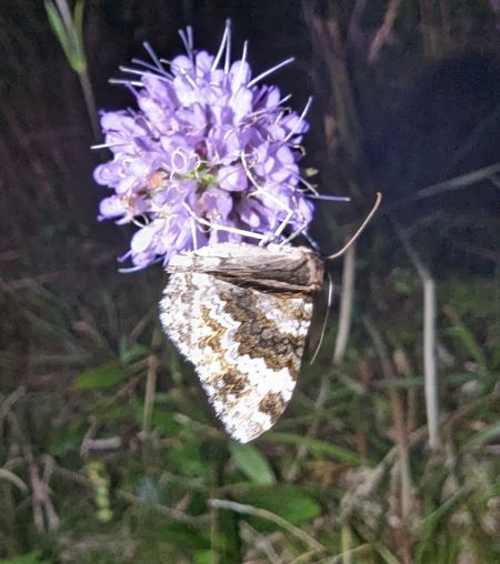 Nebula tophaceata 