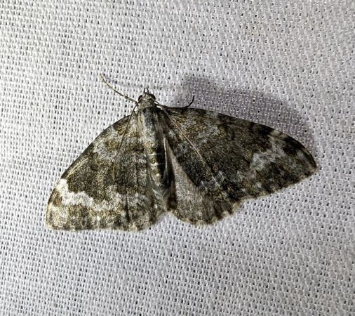 Nebula tophaceata 