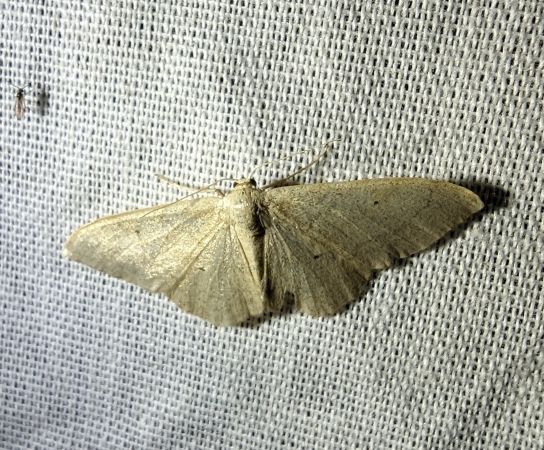 Idaea straminata 