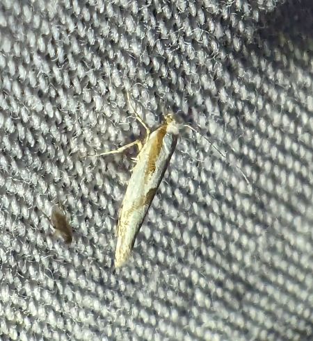 Argyresthia spinosella 