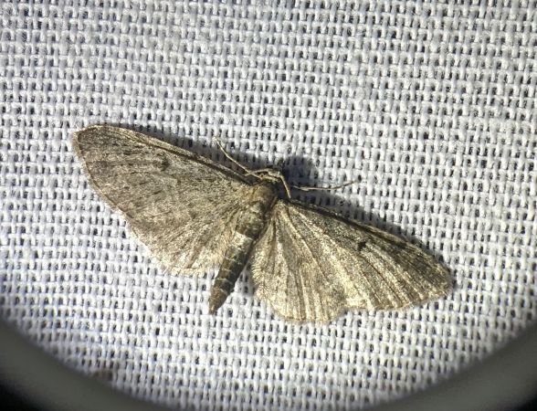 Eupithecia virgaureata 