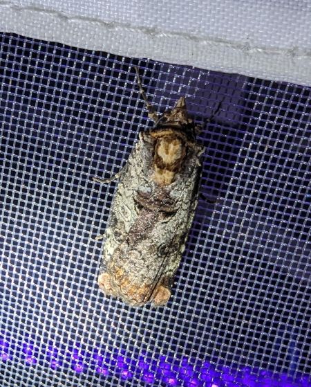 Epilecta linogrisea 