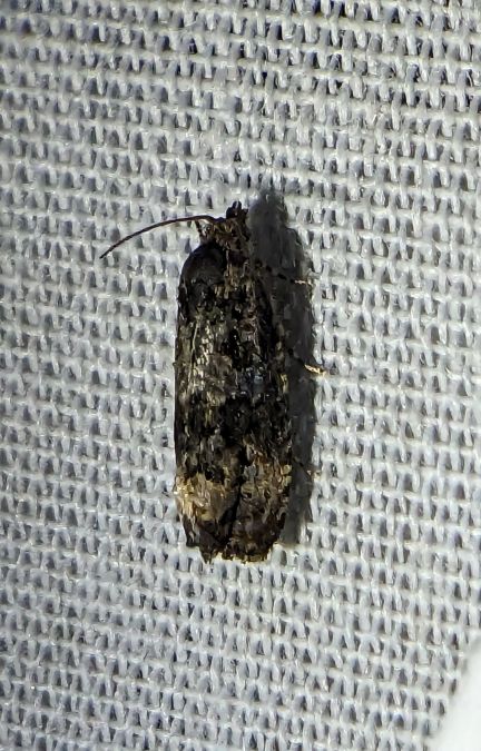 Endothenia sp. 