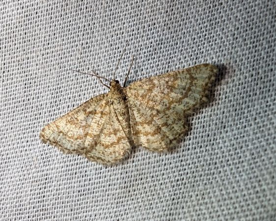 Heliomata glarearia 