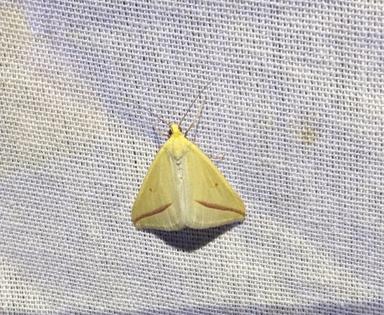 Rhodometra sacraria 