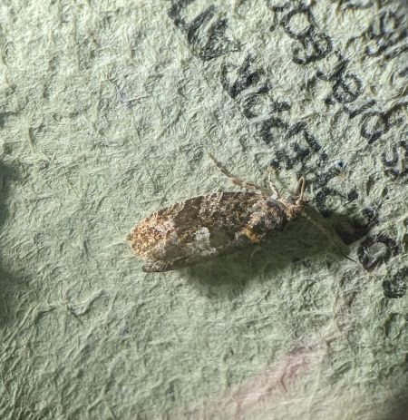Eudemis profundana 
