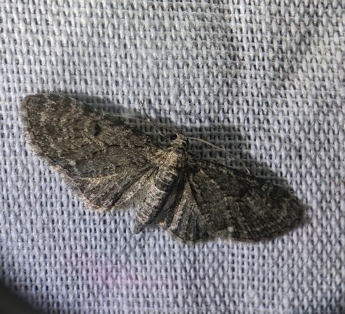 Eupithecia virgaureata 