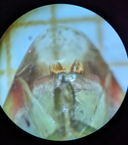 Elasmostethus minor 