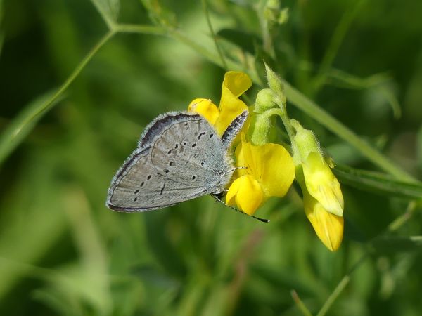 Azuré de la faucille 