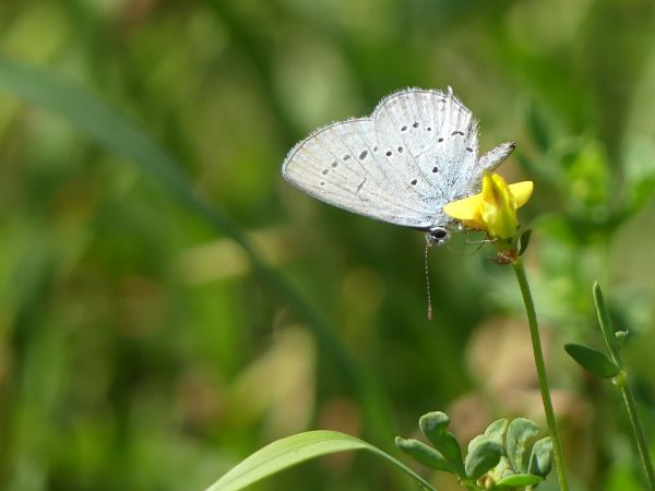 Azuré de la faucille 