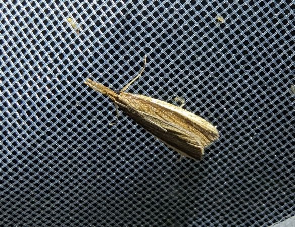 Donacaula mucronella 