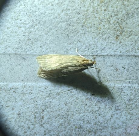 Helcystogramma rufescens 
