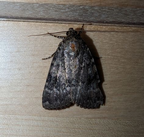 Amphipyra pyramidea 