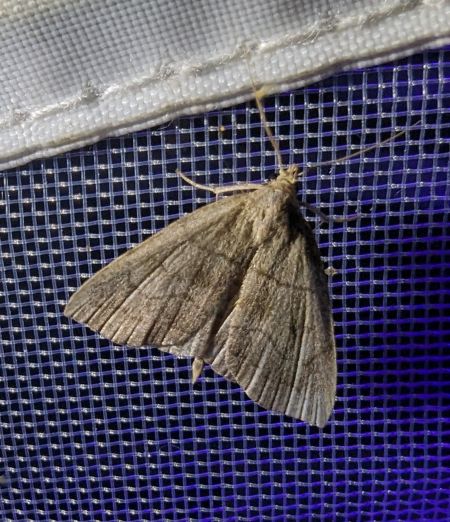 Herminia tarsicrinalis 