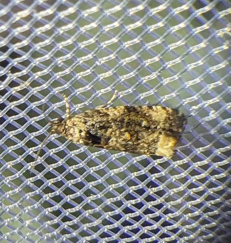 Endothenia sp. 