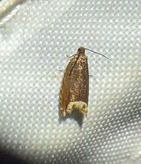 Ancylis tineana 