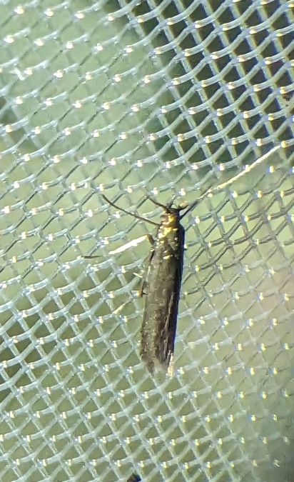 Coleophora indéterminé 