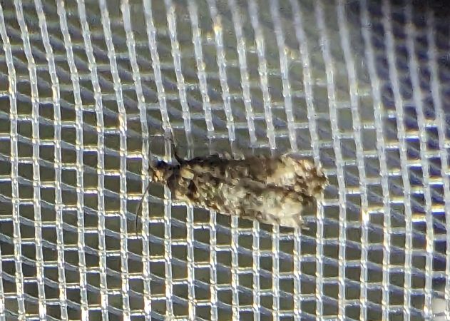 Endothenia sp. 