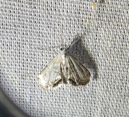 Cataclysta lemnata 
