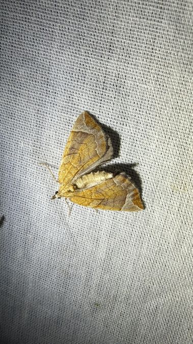 Eulithis testata 