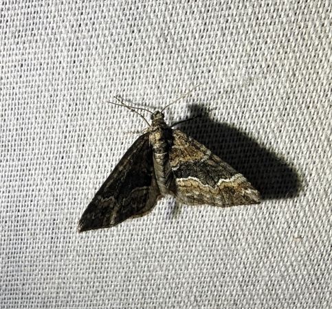 Xanthorhoe ferrugata 