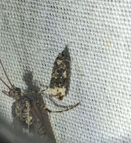 Endothenia sp. 