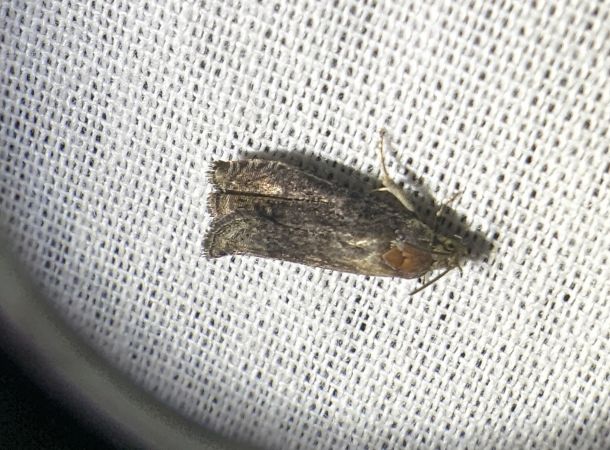 Grapholita sp. 