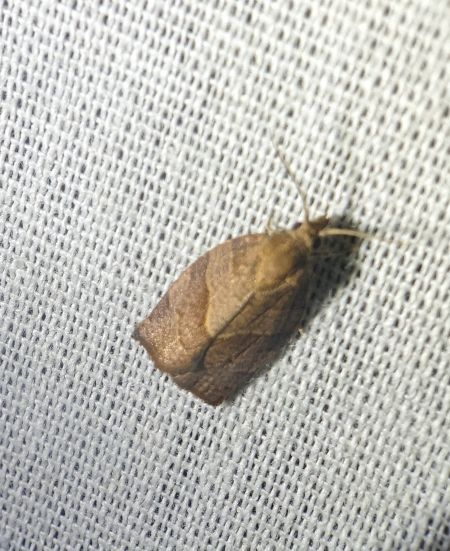 Pandemis heparana 