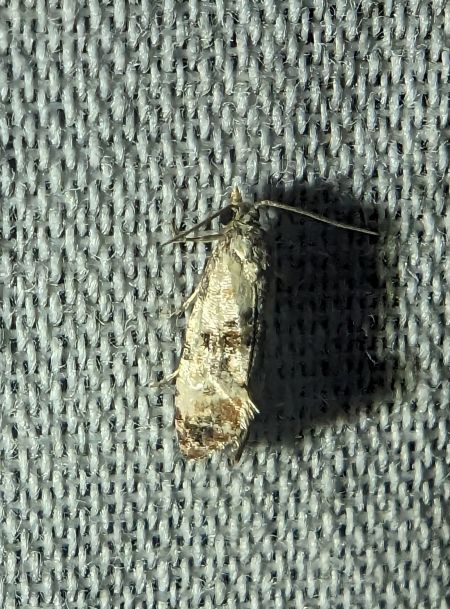 Cochylis hybridella 